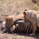 LION VS ZEBRA/WILD ANIMALS ATTACKS COMPILATION