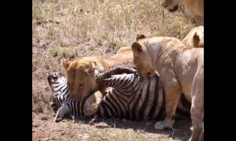 LION VS ZEBRA/WILD ANIMALS ATTACKS COMPILATION