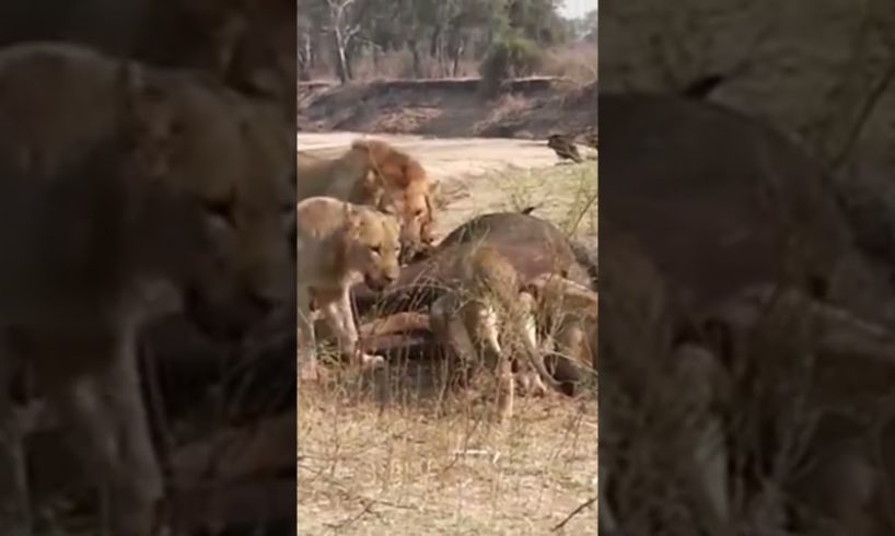 LIONS FAMILY AFTER HUNTING/WILD ANIMALS LIFE COMPILATION