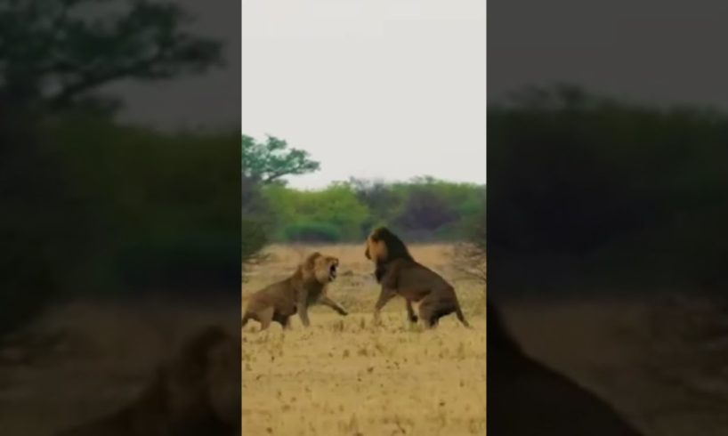 LIONS FIGHT/ WILD ANIMALS ATTACKS COMPILATION