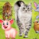 Learn about animals playing every day. Lovely animals: cows, elephants, cats, horses