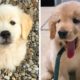 Let's See What These Adorable Golden Puppies Are Doing😍😘 | Cute Puppies