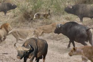 Lion vs Buffalo, Buffalo vs, Buffalo attack, animal fights, animals, lions