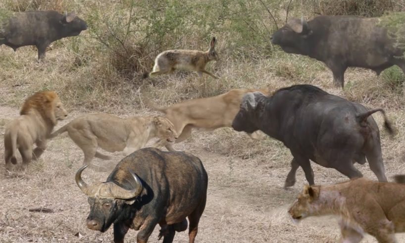 Lion vs Buffalo, Buffalo vs, Buffalo attack, animal fights, animals, lions