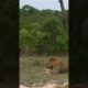 Lion vs hyena fight