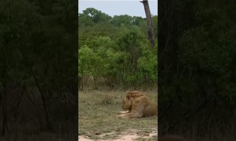 Lion vs hyena fight