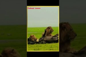 Lions attack buffalo and eat |Lion attack |wild animals attack |wildlife #shorts #animals #wildlife