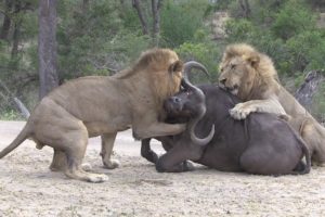 Lions vs Lions   Lion animals fights