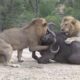 Lions vs Lions   Lion animals fights