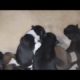 ||Little Dogs Feeding The Milk|| Newborn Puppies,Cutest Puppies||🥰❤