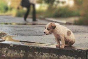 Little Puppy Abandoned In The Rain, Cold, Shrinking for Protect Herself