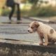 Little Puppy Abandoned In The Rain, Cold, Shrinking for Protect Herself