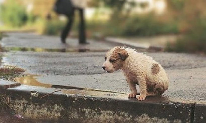 Little Puppy Abandoned In The Rain, Cold, Shrinking for Protect Herself