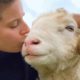 Lonely ram had no friends for 10 years. This woman gave him a family.