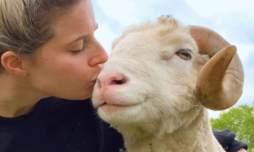 Lonely ram had no friends for 10 years. This woman gave him a family.