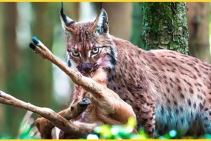 Lynx - Mysterious Animals And 9 Fierce Battles To Take Down Prey | Animal Fights