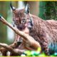 Lynx - Mysterious Animals And 9 Fierce Battles To Take Down Prey | Animal Fights