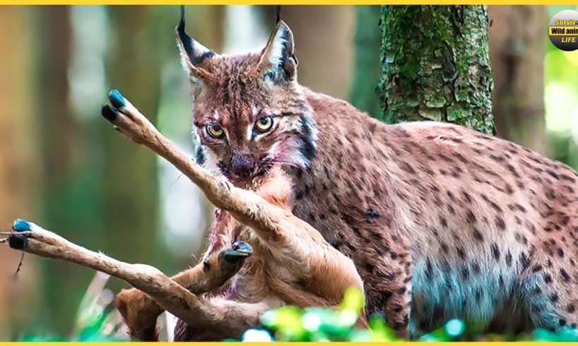 Lynx - Mysterious Animals And 9 Fierce Battles To Take Down Prey | Animal Fights
