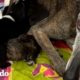 Mamá perrita callejera de 10 años se convierte en cachorra meses después de ser rescatada | El Dodo