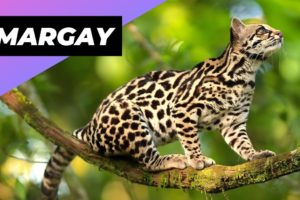 Margay 🐱 One Of The Cutest And Most Exotic Animals In The World #shorts