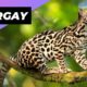 Margay 🐱 One Of The Cutest And Most Exotic Animals In The World #shorts