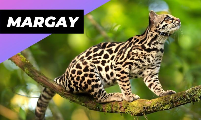 Margay 🐱 One Of The Cutest And Most Exotic Animals In The World #shorts