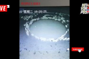 Massive flock of sheep has been walking in a circle for 12 days straight in China