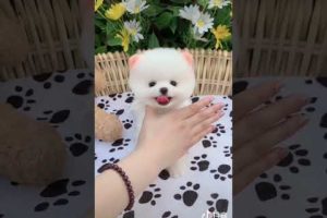 Mini Pomeranian Dog - Funny And Cute  Pomeranian Videos | Funny Puppy Videos #3