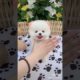 Mini Pomeranian Dog - Funny And Cute  Pomeranian Videos | Funny Puppy Videos #3