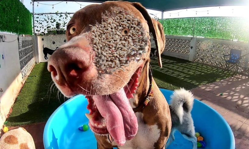 Miserable Shy Dog Just want to Eat Something (Animal Rescue)