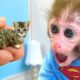 Monkey Baby Bon Bon washes his hands in the toilet and plays with kittens in the garden