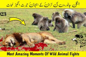 Most Amazing Moments Of Wild Animal Fights Wild Animals 4k_2023