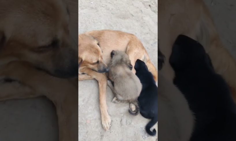 Mother feed his cutest puppies ❤️#trending #viral #viralshorts #2022 #shorts #puppylife #feeddogs