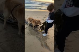 My Dog Rescues Seaweed from Drowning #funnydogs #goldenretriever #beachlife