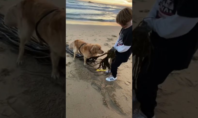 My Dog Rescues Seaweed from Drowning #funnydogs #goldenretriever #beachlife
