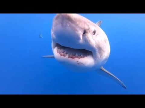 NEAR DEATH CAPTURED by camera | V2