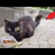 NO WAY ! ! Stray Cat RESCUED From by The Roadside! Animal Rescue Video 2022