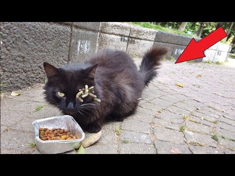 NO WAY ! ! Stray Cat RESCUED From by The Roadside! Animal Rescue Video 2022