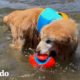 Nada puede detener a este golden retriever viejito | El Dodo