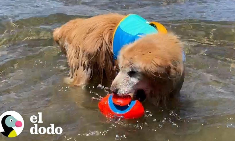 Nada puede detener a este golden retriever viejito | El Dodo