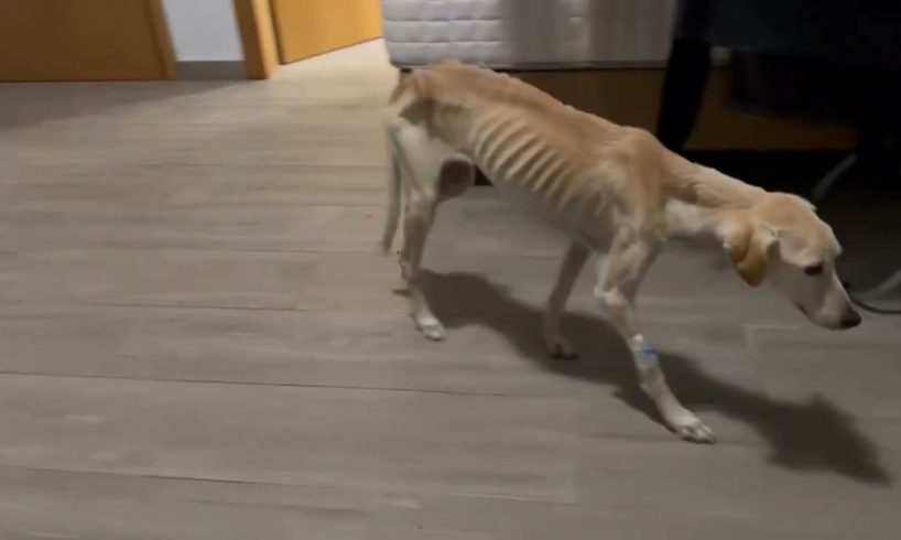 Nala has her own room next to my room so I can check her all the time - Takis Shelter