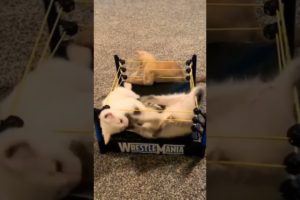 New Funny Animal cat video#short | New Boxing Animal Fight #youtubeshorts