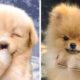 OMG CUTE PUPPIES Videos Compilation CUTEST Moment Of Babi Dogs 🐶| Cute Puppies