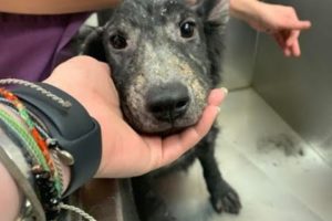 OMG!!!🥰 Puppy RESCUE: BEFORE & AFTER 12 #shorts #ytshorts #viral #trending #dog #rescue