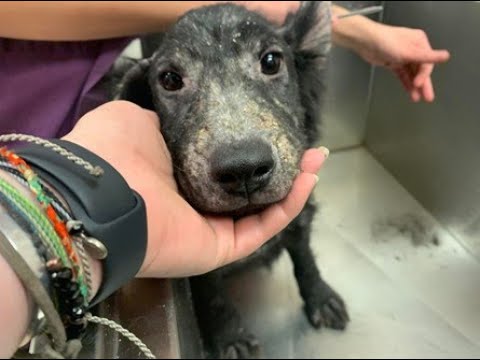 OMG!!!🥰 Puppy RESCUE: BEFORE & AFTER 12 #shorts #ytshorts #viral #trending #dog #rescue