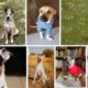 ONPASSIVE Latest Webinar  | O-BLESS - Animal Rescue!!