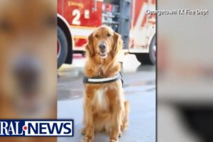 On cam: Clever dog rescues locked-out firefighter