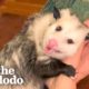 Opossum Covers His Mom's Face In Kisses | The Dodo Little But Fierce