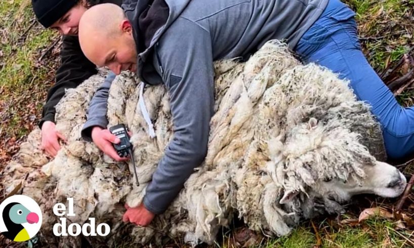 Oveja rescatada de la montaña se ve tan diferente ahora | El Dodo