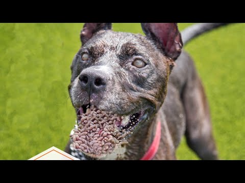 PLEASE NO ! !  Stray Dog Can't Wait To Eat When he Sees Me   Animal Rescue Video 2022